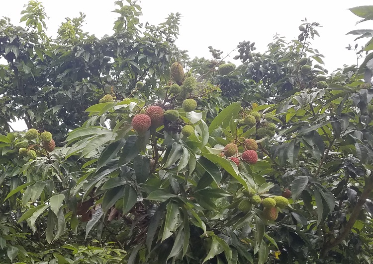 Sweetheart Lychee Fruit nearing ripeness